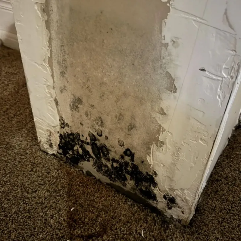 Professional Mold Removal in Orcutt, CA